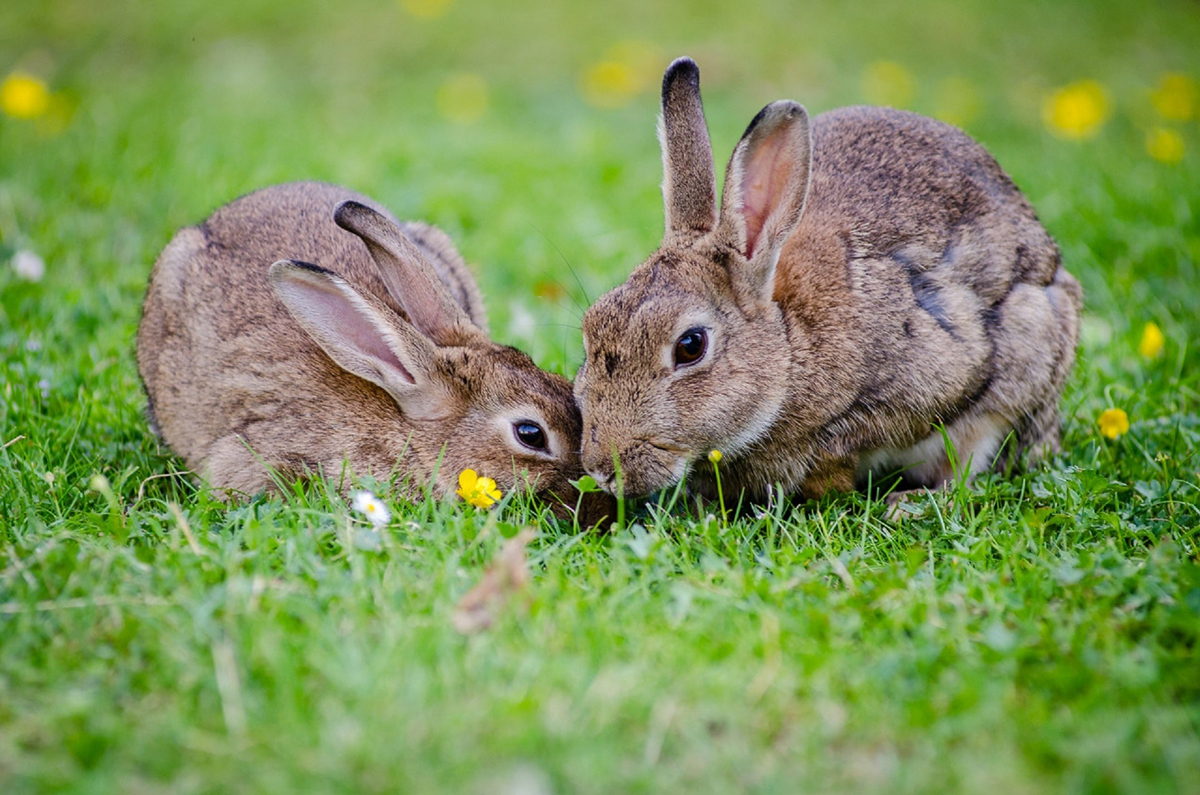 can-rabbits-eat-parsley